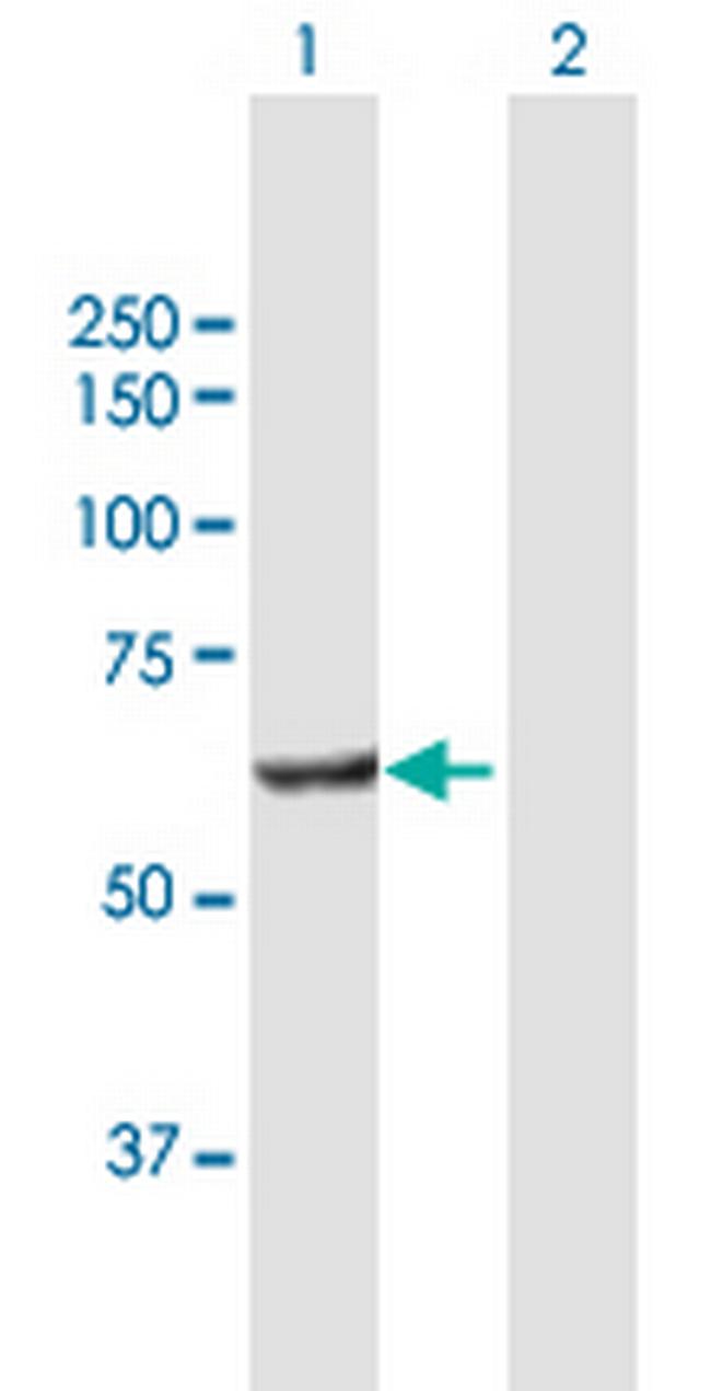 POLS Antibody in Western Blot (WB)