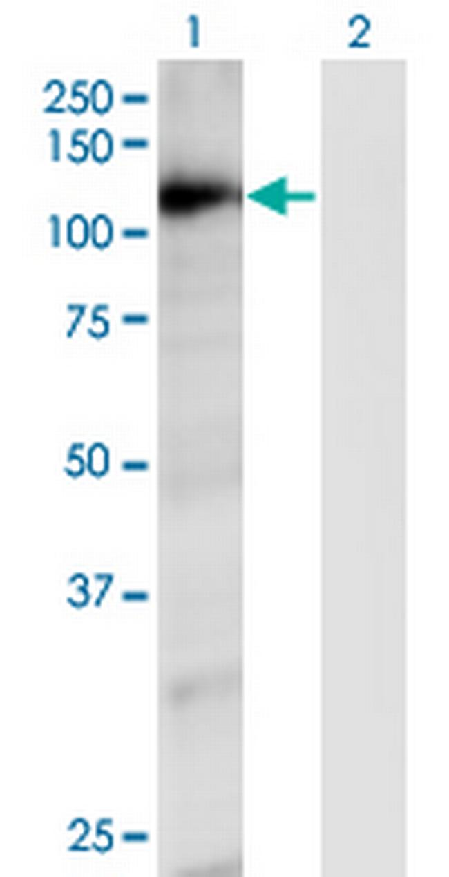RAPGEF4 Antibody in Western Blot (WB)