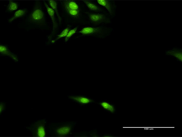 DNAJB4 Antibody in Immunocytochemistry (ICC/IF)