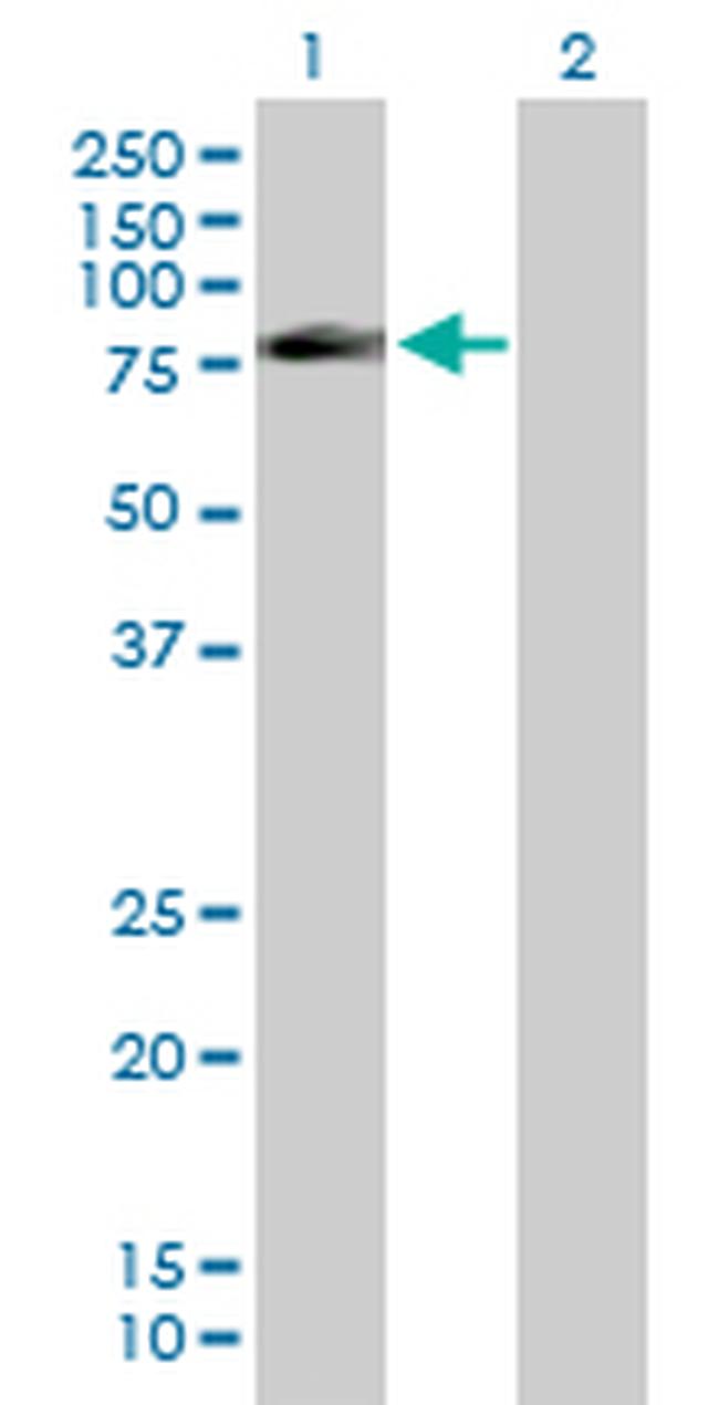 FAF1 Antibody in Western Blot (WB)