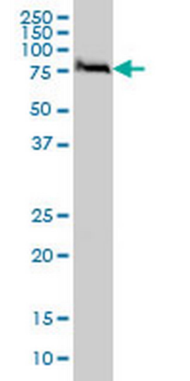 FAF1 Antibody in Western Blot (WB)