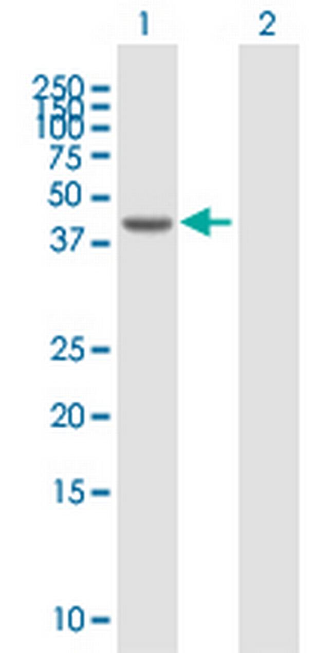 KPTN Antibody in Western Blot (WB)