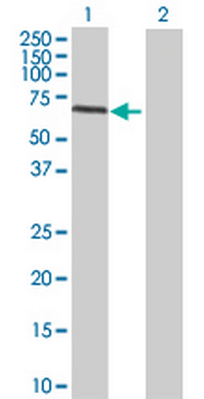 PWP1 Antibody in Western Blot (WB)