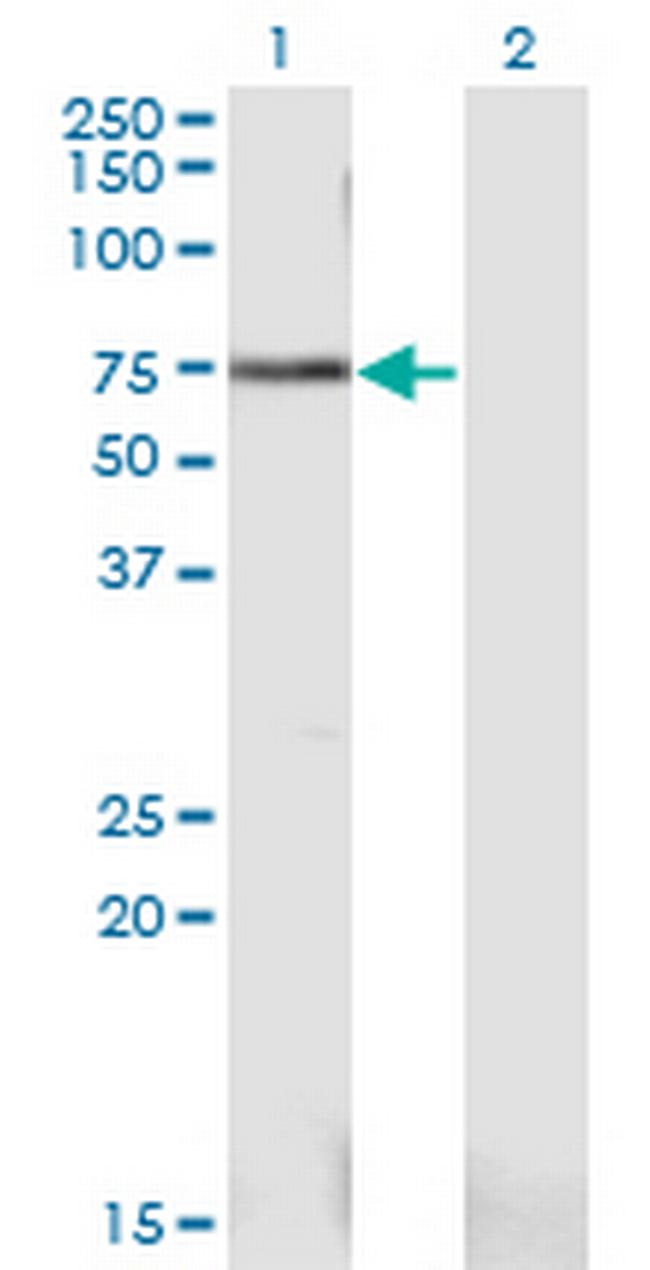 PWP1 Antibody in Western Blot (WB)