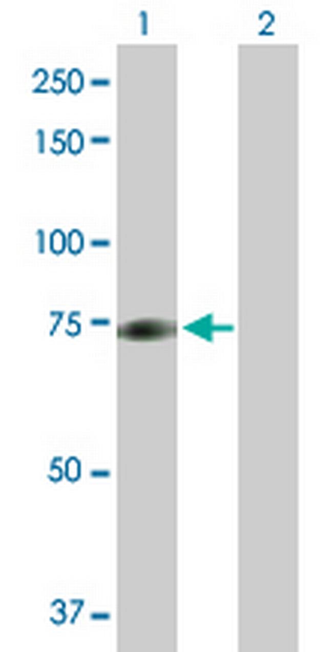 MYST2 Antibody in Western Blot (WB)