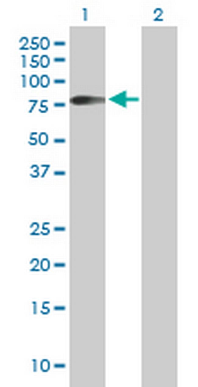 HHLA2 Antibody in Western Blot (WB)