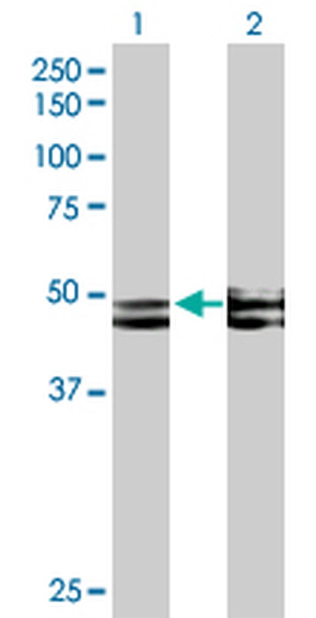 FICD Antibody in Western Blot (WB)