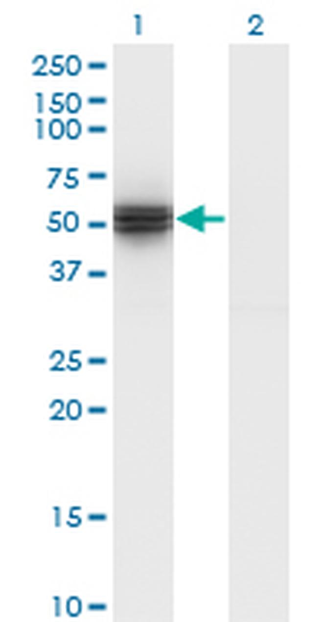 HYPE Antibody in Western Blot (WB)