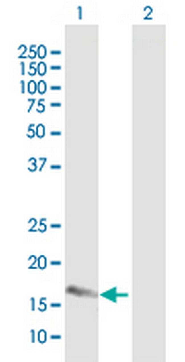FAM107A Antibody in Western Blot (WB)