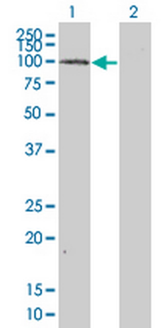 MAP4K5 Antibody in Western Blot (WB)