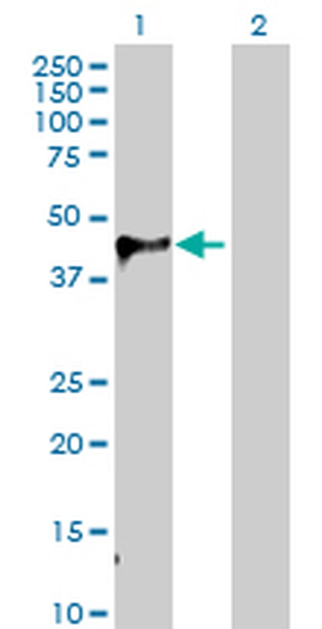 WIF1 Antibody in Western Blot (WB)