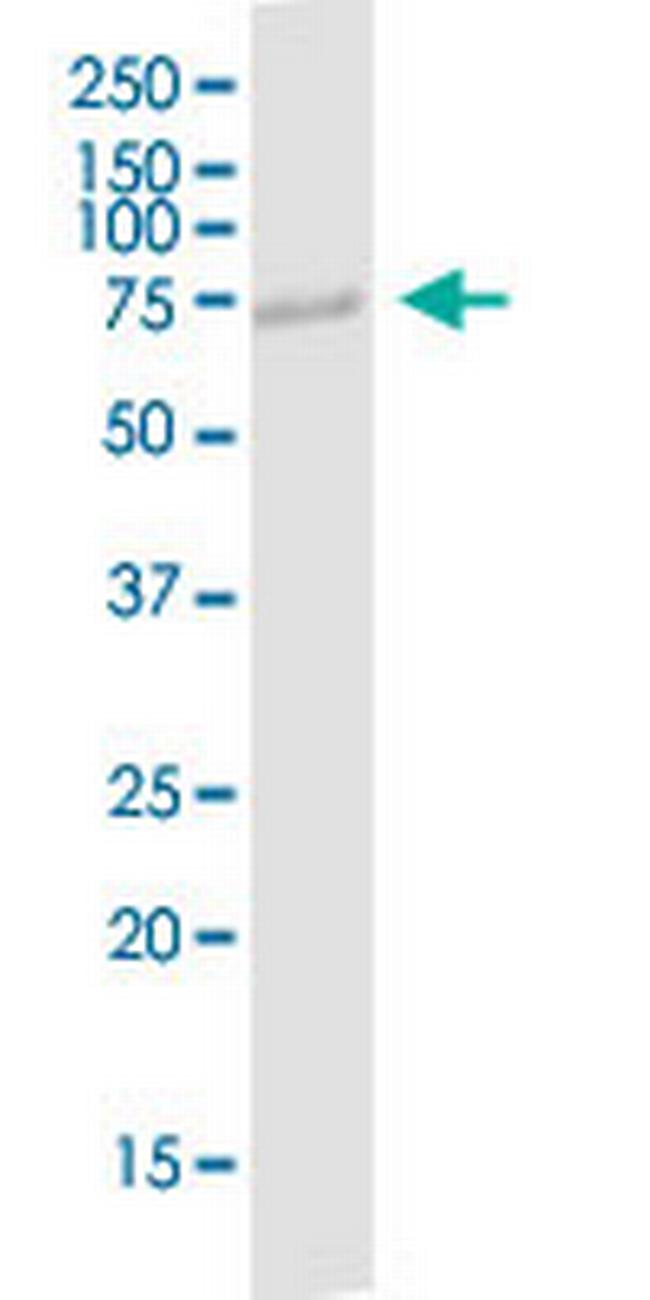 POLI Antibody in Western Blot (WB)