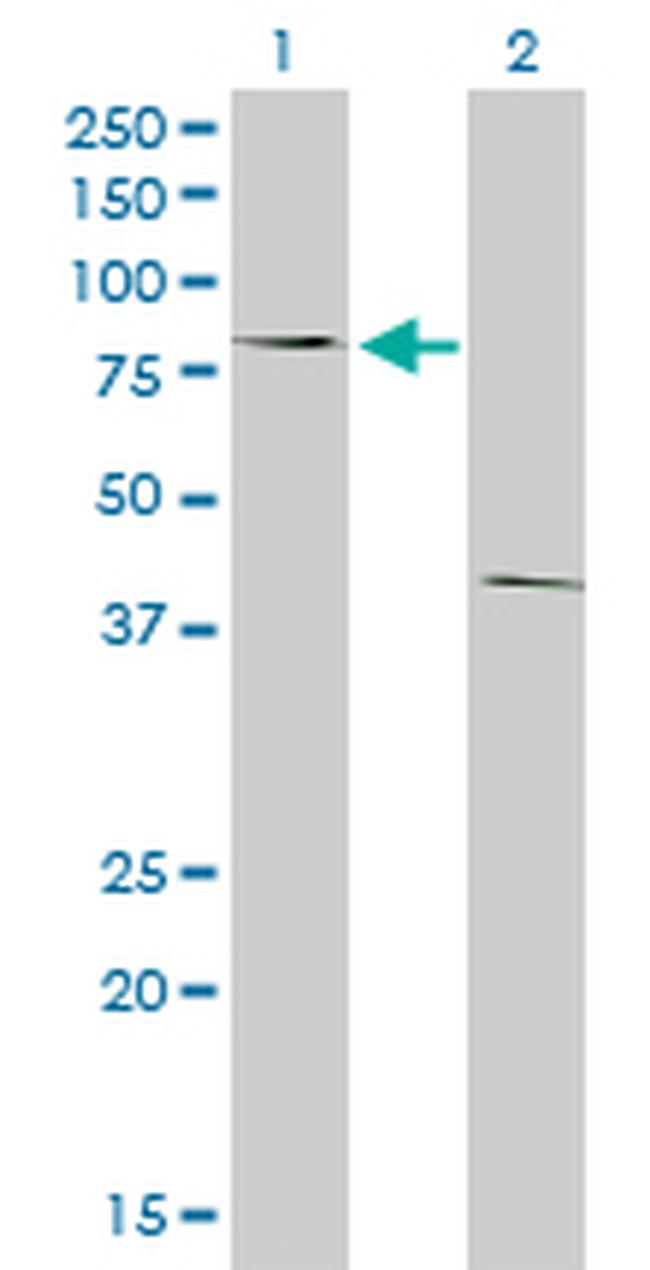 POLI Antibody in Western Blot (WB)