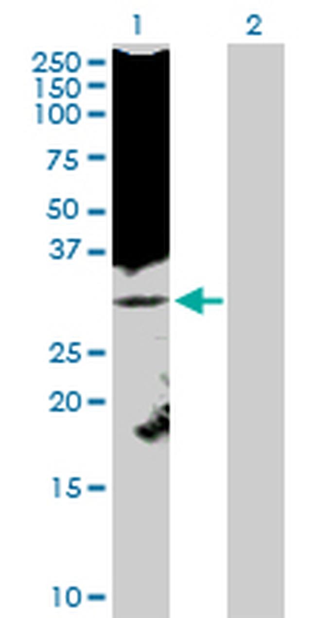 KLK8 Antibody in Western Blot (WB)