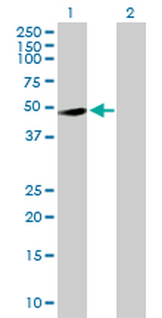 RASSF8 Antibody in Western Blot (WB)