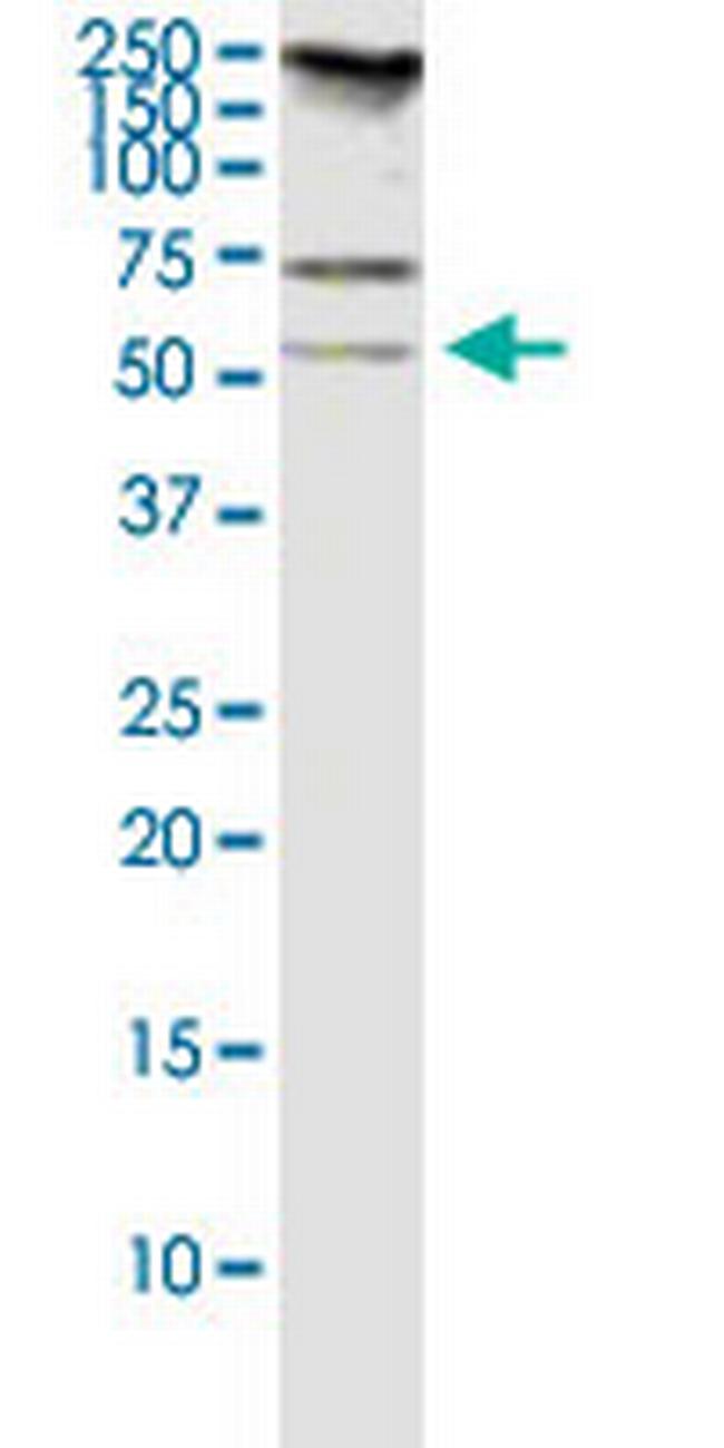 RASSF8 Antibody in Western Blot (WB)