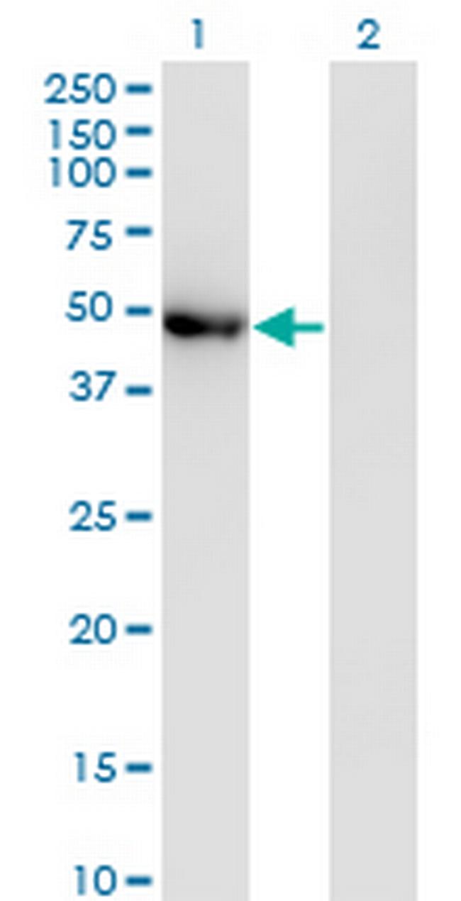 POLG2 Antibody in Western Blot (WB)