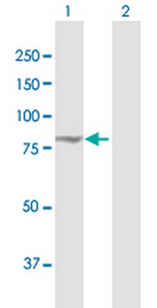 EXOC3 Antibody in Western Blot (WB)