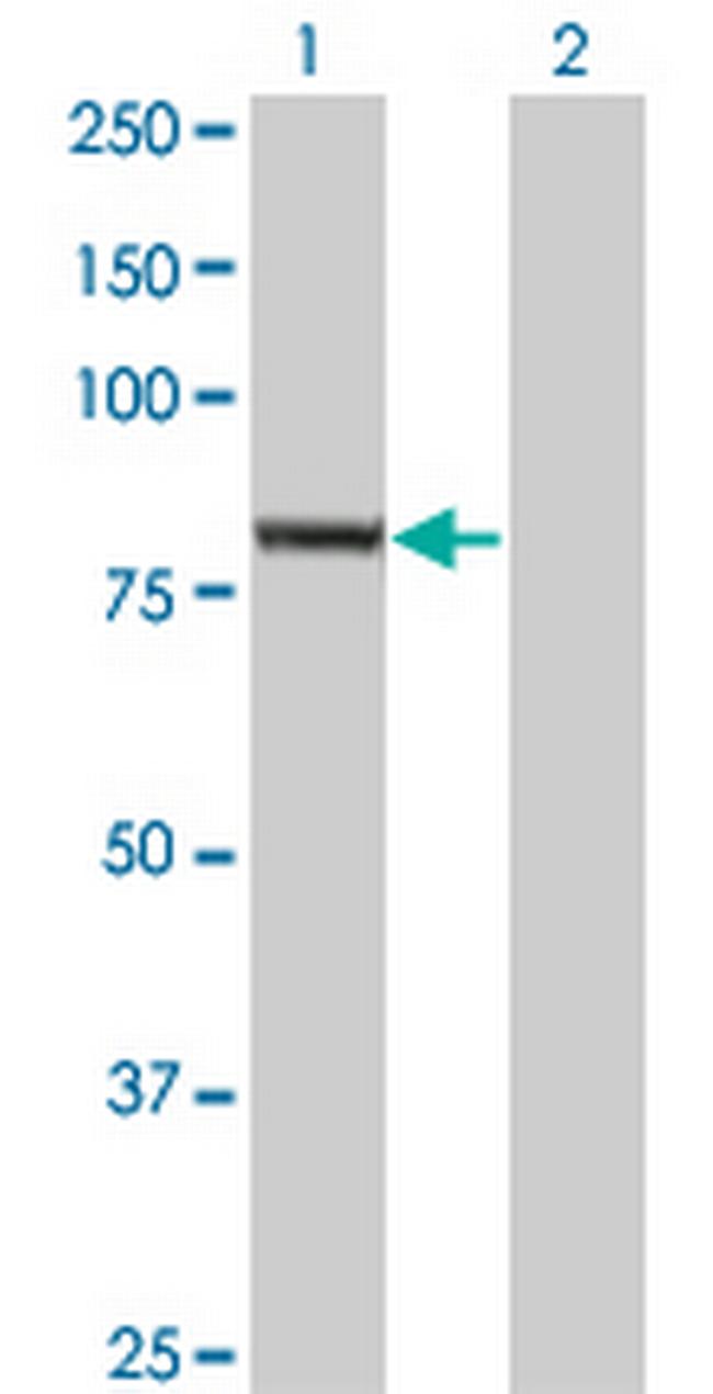 EXOC3 Antibody in Western Blot (WB)