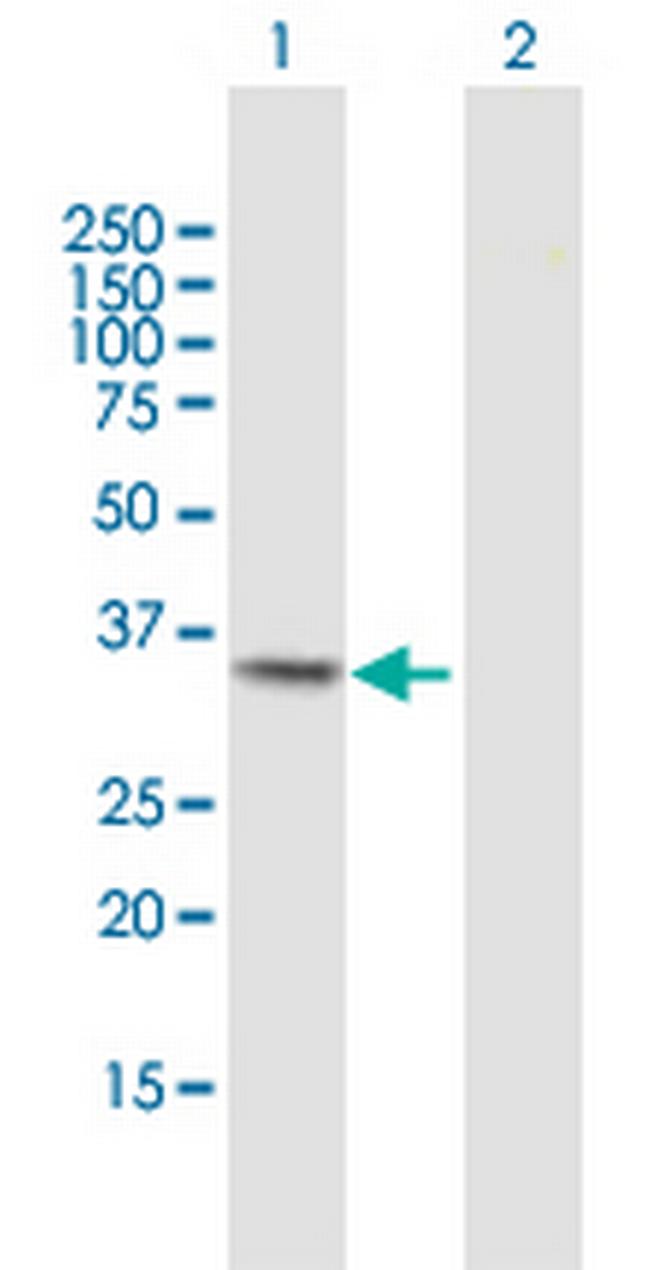 MGLL Antibody in Western Blot (WB)