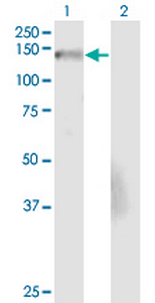 NID2 Antibody in Western Blot (WB)