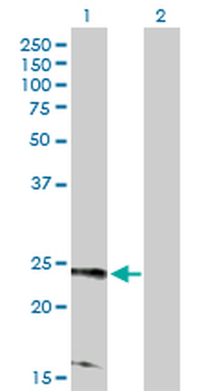 RRAS2 Antibody in Western Blot (WB)