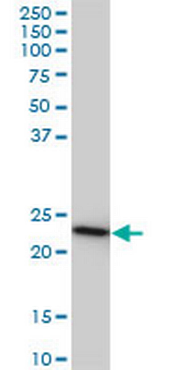 RRAS2 Antibody in Western Blot (WB)