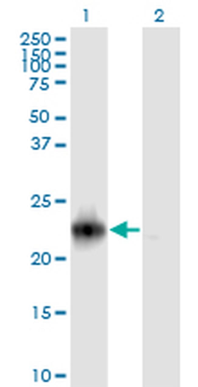 RRAS2 Antibody in Western Blot (WB)