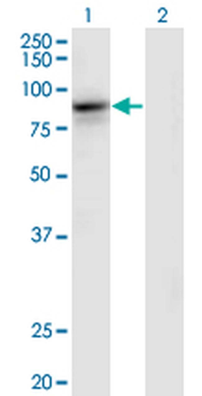 RASA3 Antibody in Western Blot (WB)