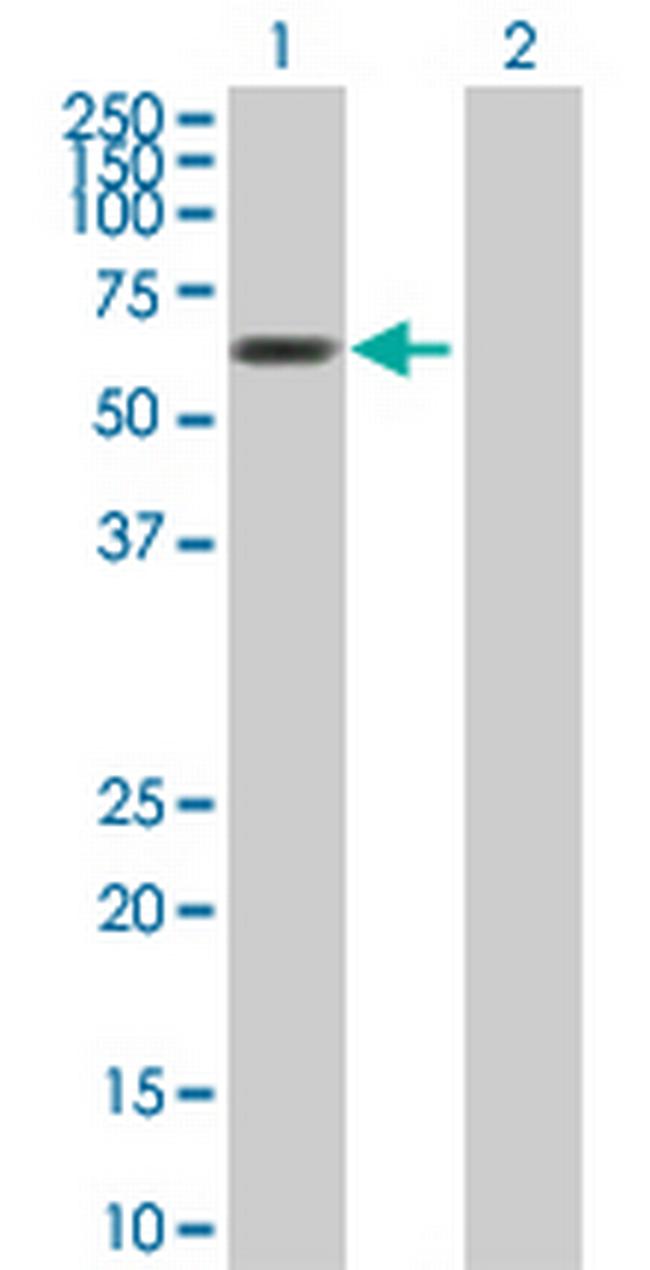 MTF2 Antibody in Western Blot (WB)