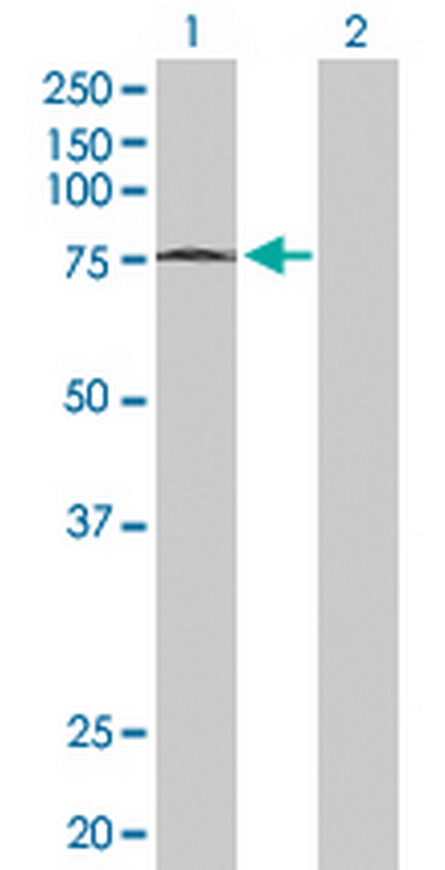 MTF2 Antibody in Western Blot (WB)