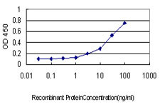 NLGN4Y Antibody in ELISA (ELISA)