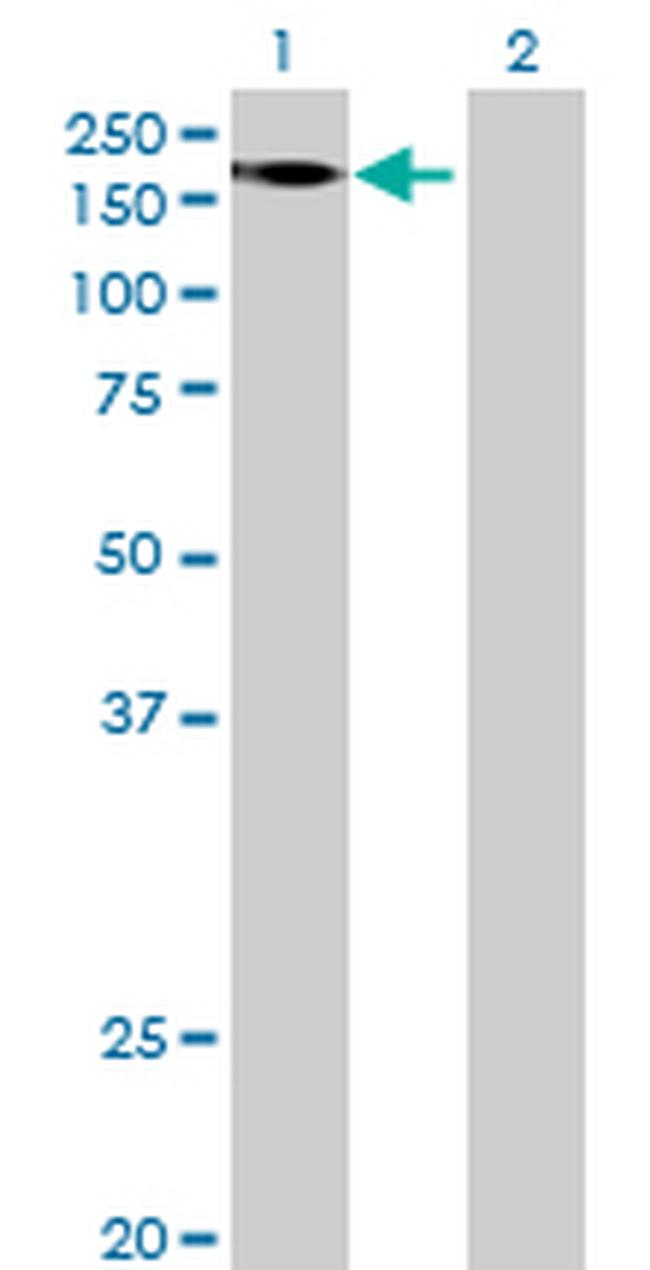 FRMPD1 Antibody in Western Blot (WB)
