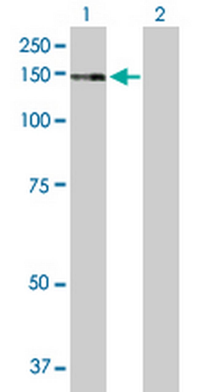 ZNF507 Antibody in Western Blot (WB)