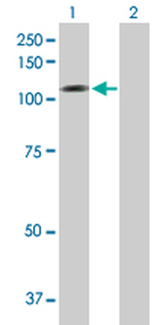 NLGN1 Antibody in Western Blot (WB)