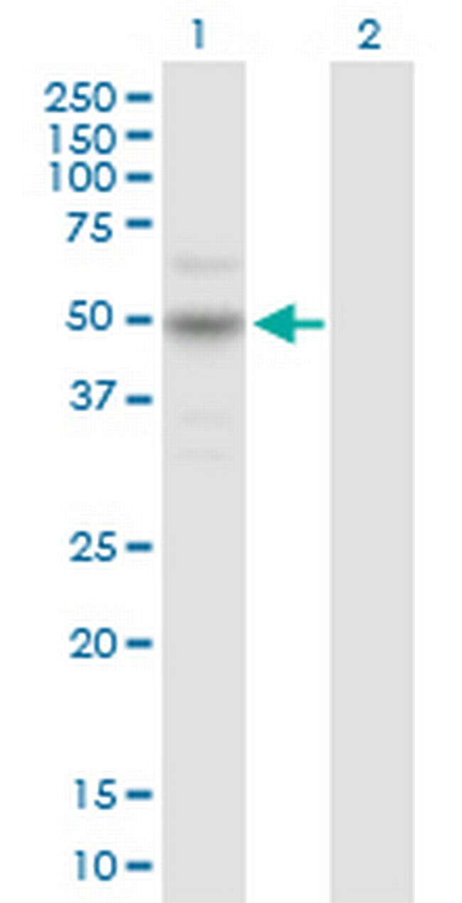 CARD8 Antibody in Western Blot (WB)