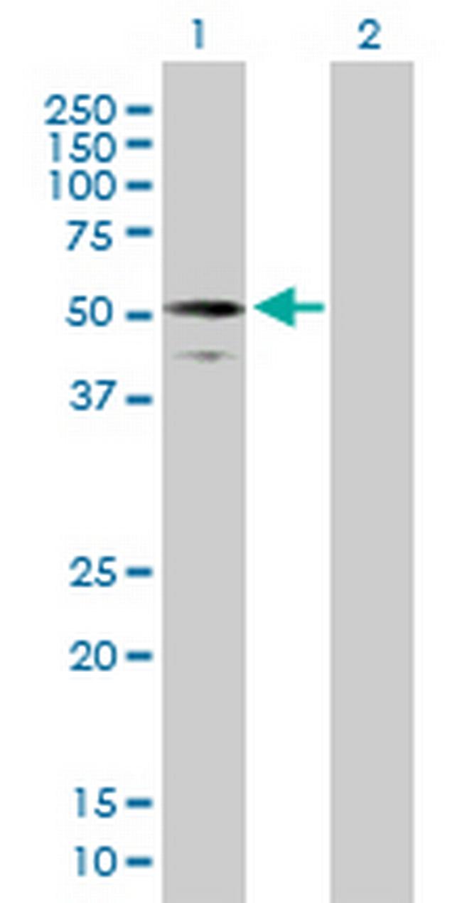 RUFY3 Antibody in Western Blot (WB)