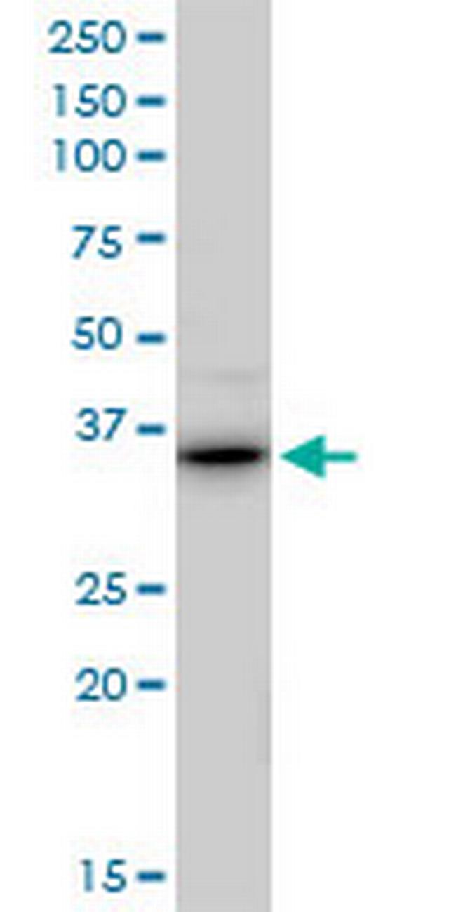 RALY Antibody in Western Blot (WB)