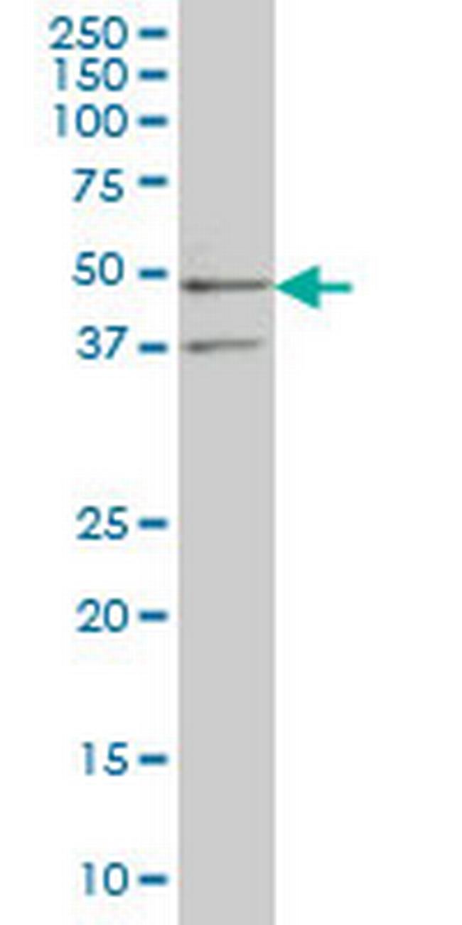 SEPHS2 Antibody in Western Blot (WB)