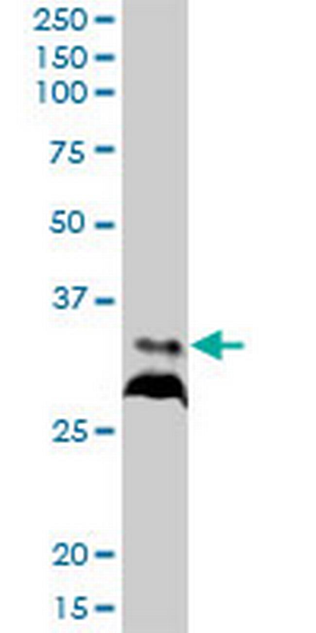 RPIA Antibody in Western Blot (WB)