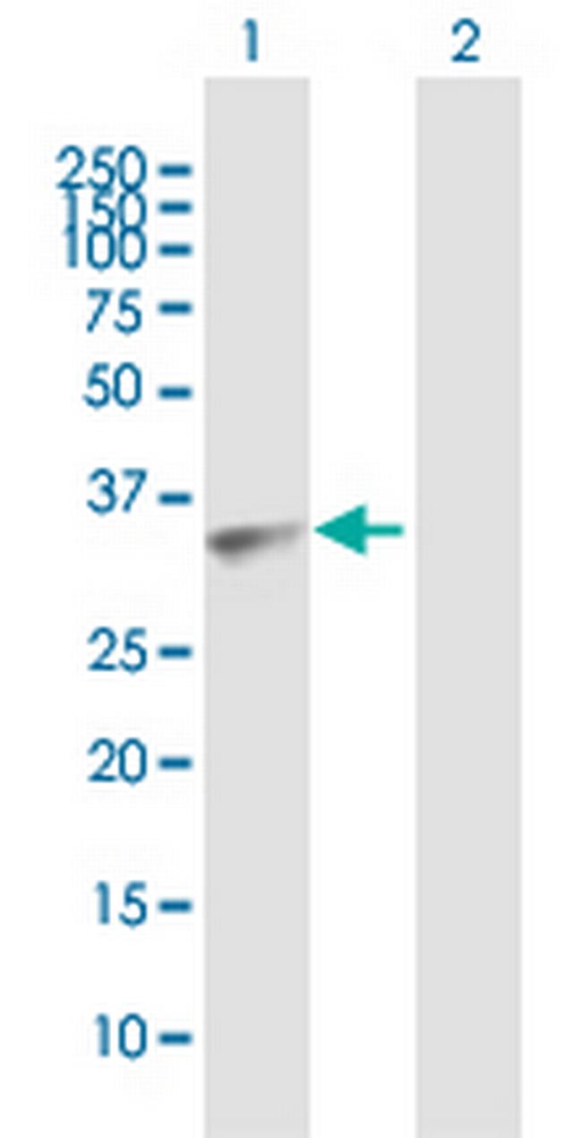 AKR7A3 Antibody in Western Blot (WB)