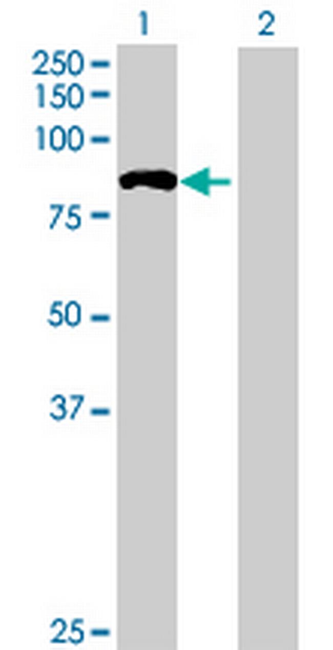 NULP1 Antibody in Western Blot (WB)