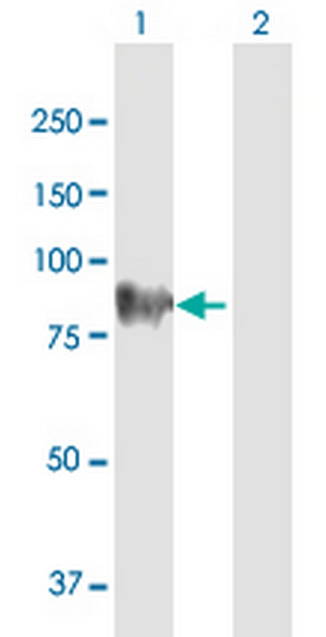 SV2C Antibody in Western Blot (WB)