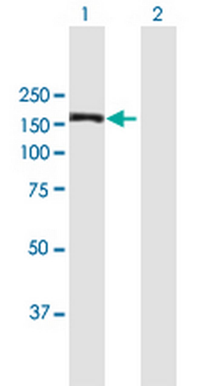 MAPKBP1 Antibody in Western Blot (WB)