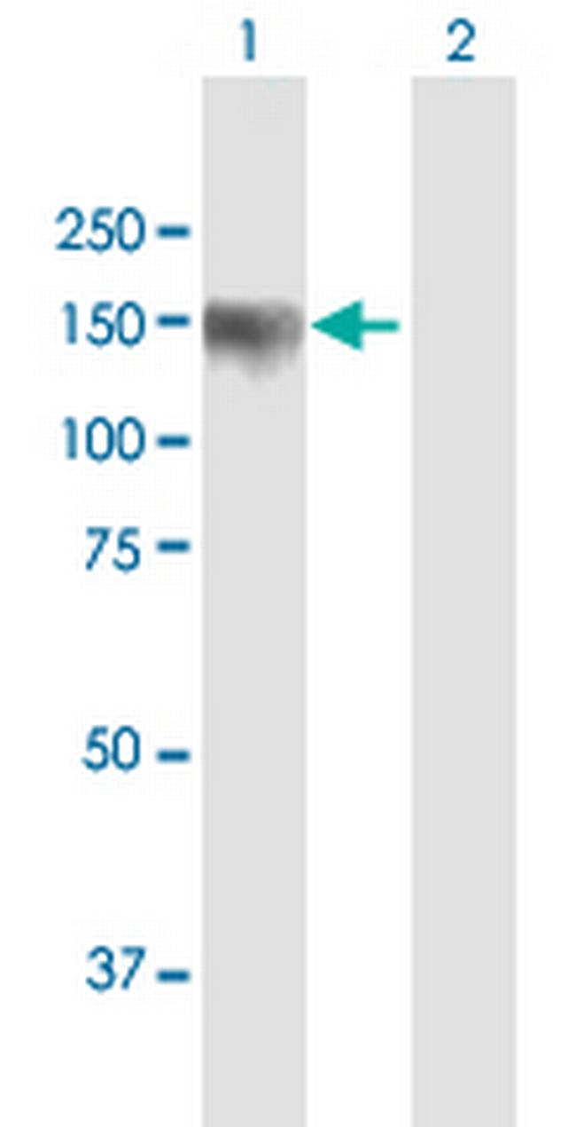 PDZRN3 Antibody in Western Blot (WB)