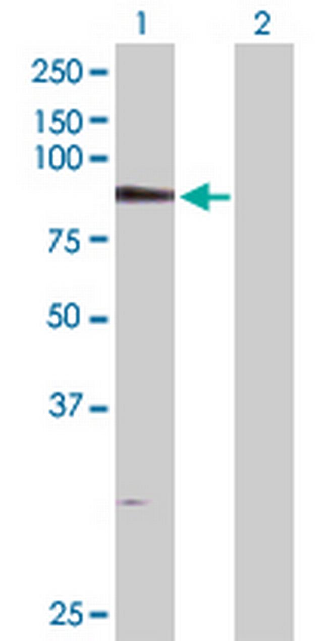 PDXDC1 Antibody in Western Blot (WB)