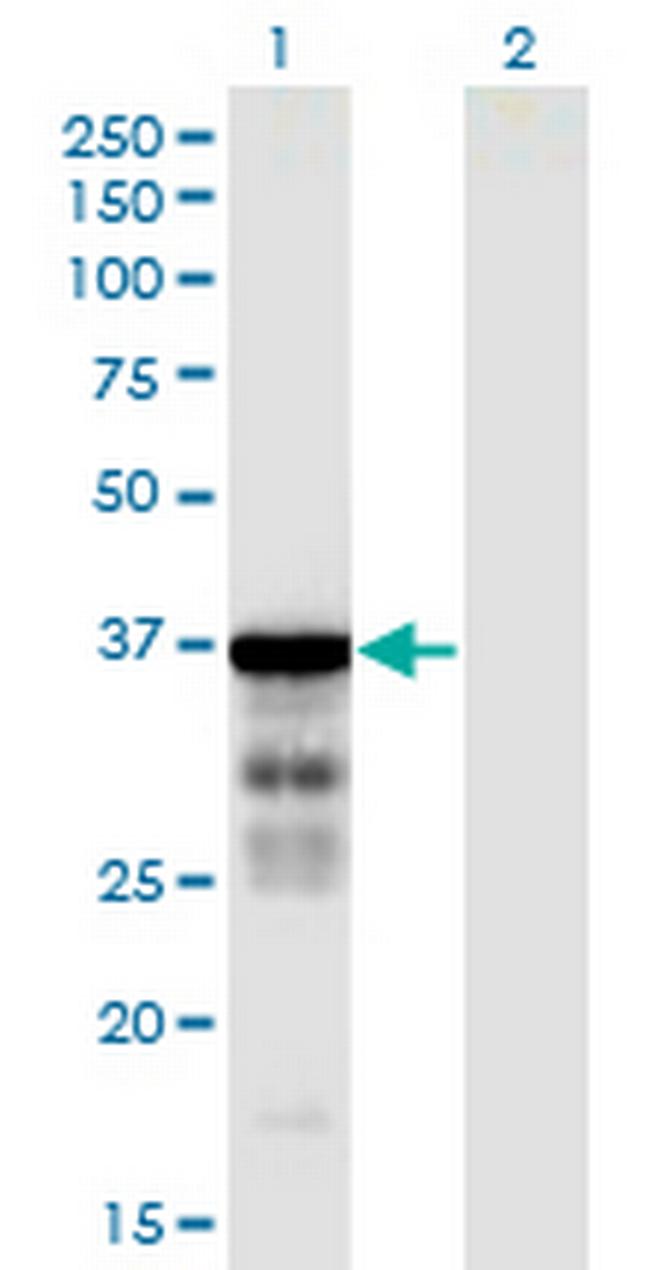 CLUAP1 Antibody in Western Blot (WB)