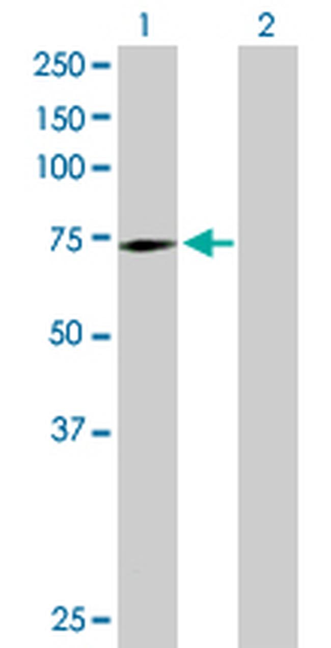 SWAP70 Antibody in Western Blot (WB)