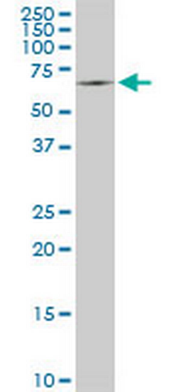 SWAP70 Antibody in Western Blot (WB)