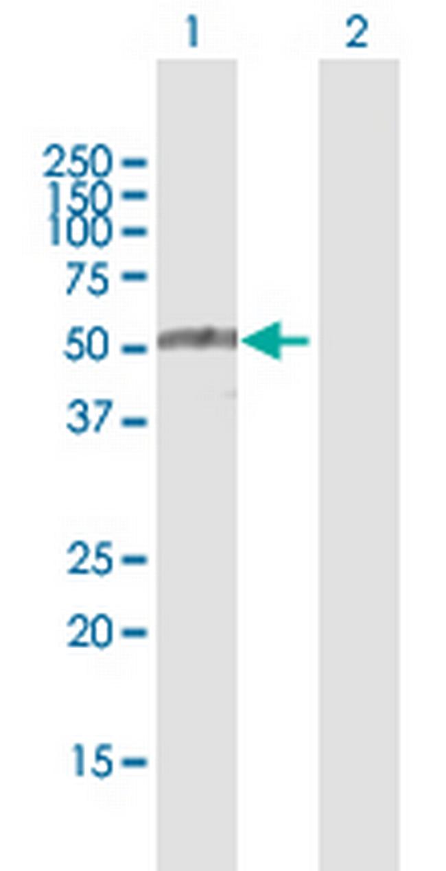 TRIM35 Antibody in Western Blot (WB)